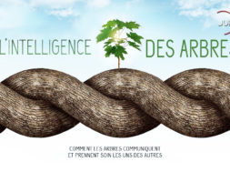 l_intelligence_des_arbres